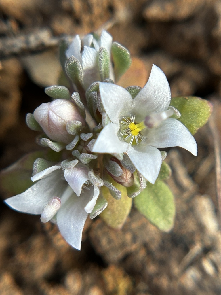 Nemacladus californicus (Parishella), native California herb