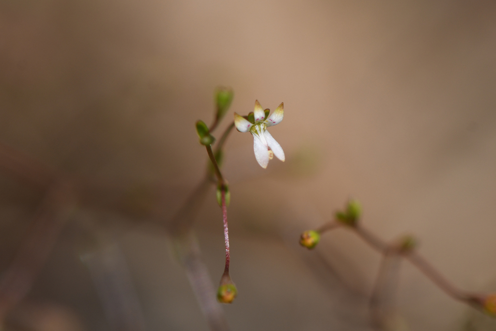 Nemacladus capillaris (Common nemacladus), native California herb