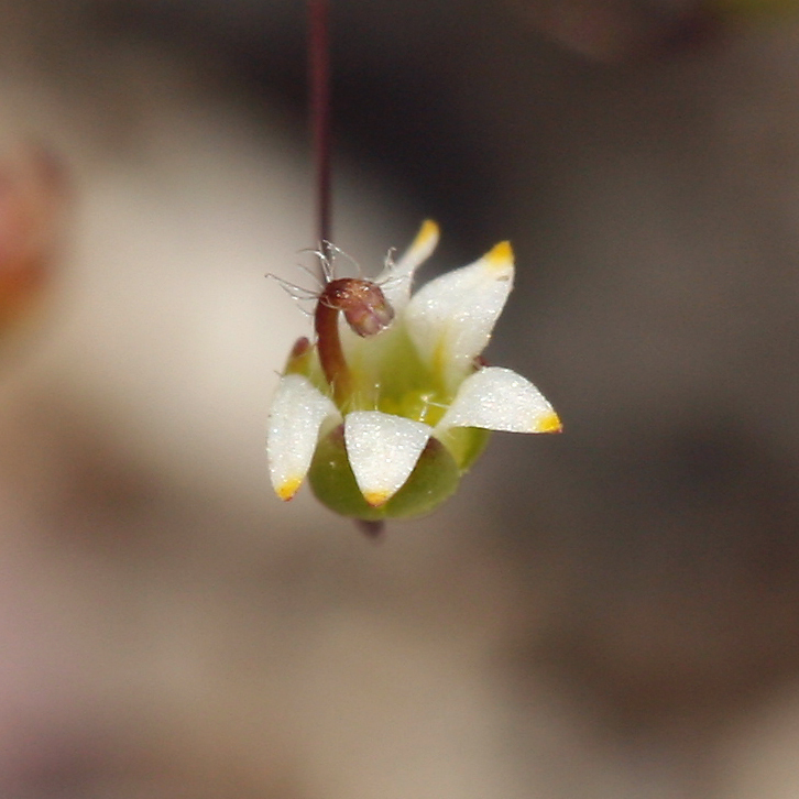 Nemacladus eastwoodiae (Eastwood's nemacladus), native California annual