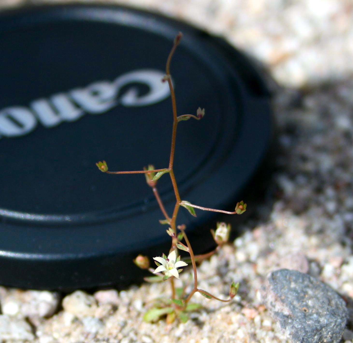 Nemacladus glanduliferus (Glandular threadplant), native California herb