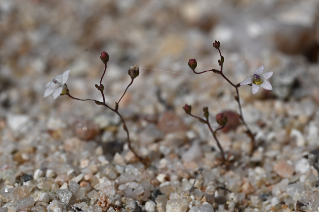 Nemacladus gracilis (Slender nemacladus), native California herb