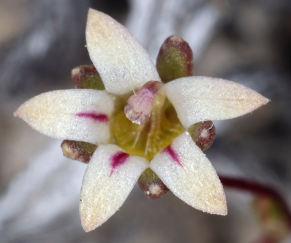 Nemacladus inyoensis (Badger flat nemacladus), native California annual