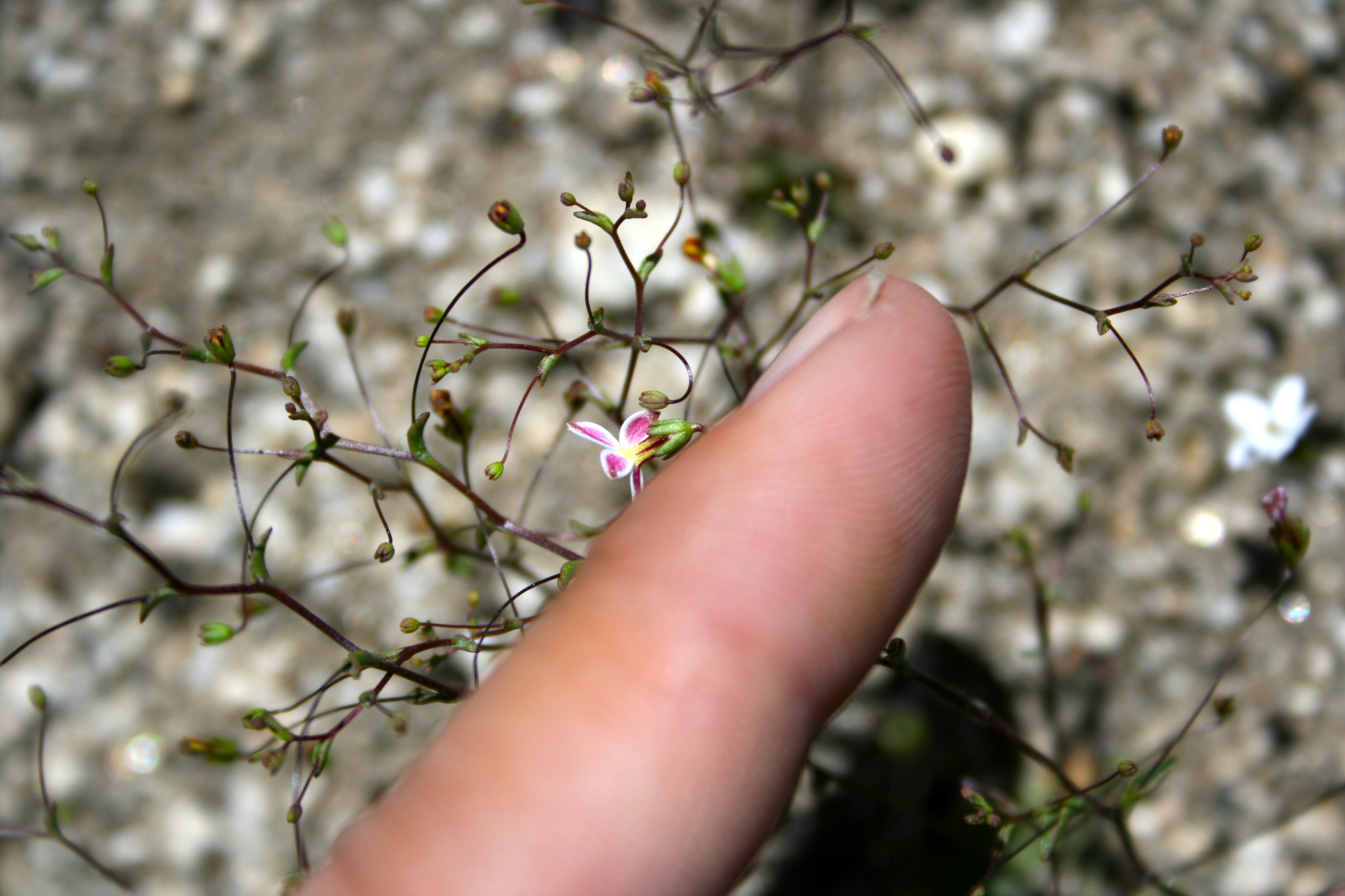 Nemacladus longiflorus (Long-flowering threadplant), native California herb