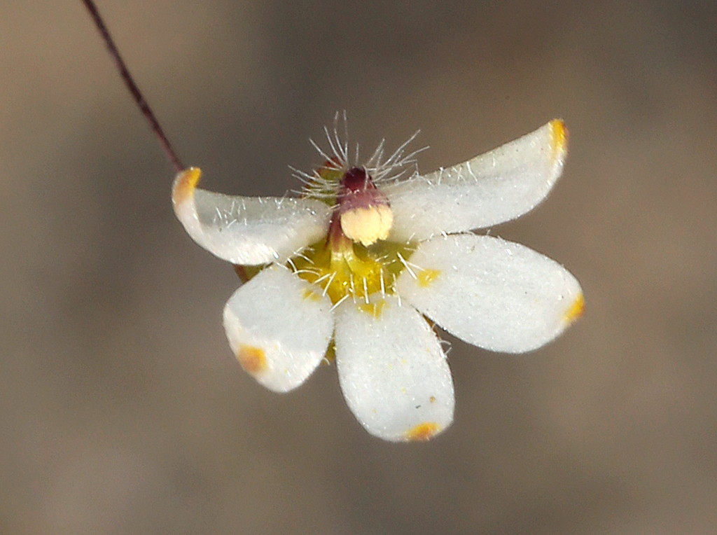 Nemacladus matsonii (Owen's valley nemacladus), native California annual