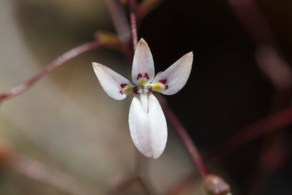 Nemacladus montanus (Coast range nemacladus), native California herb