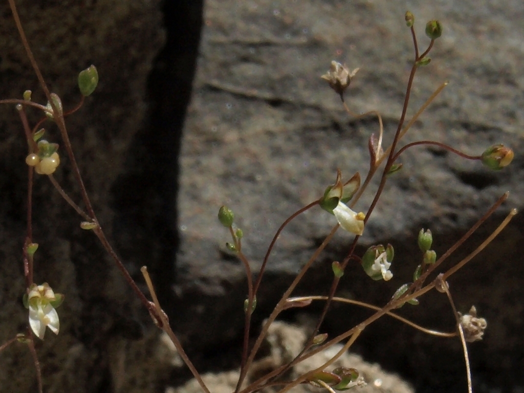Nemacladus morefieldii (White mountains nemacladus), native California annual