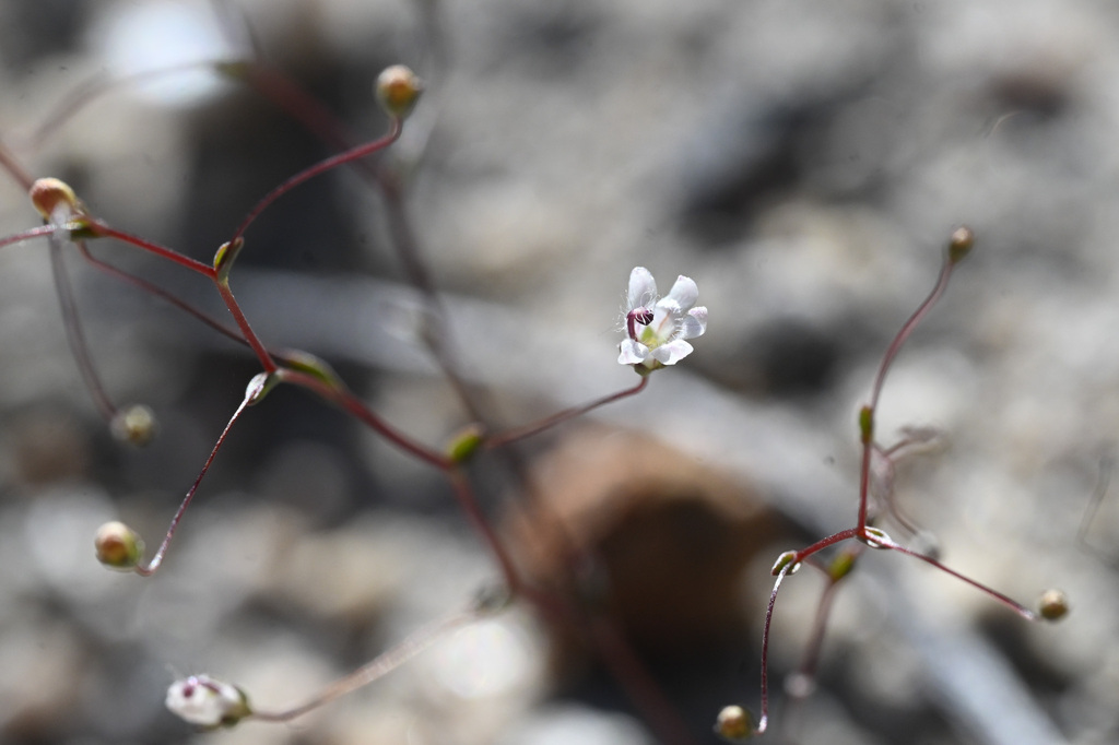Nemacladus parikhiae (Parikh's nemacladus), native California annual