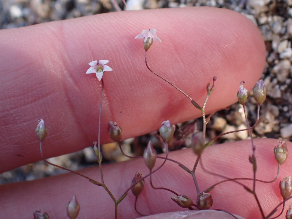 Nemacladus pinnatifidus (Comb-leaved threadplant), native California herb