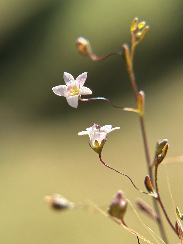 Nemacladus ramosissimus (Nuttall's threadplant), native California herb