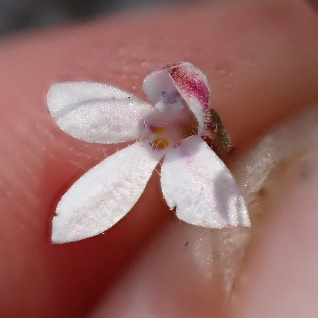 Nemacladus richardsiae (Temescal threadplant), native California annual