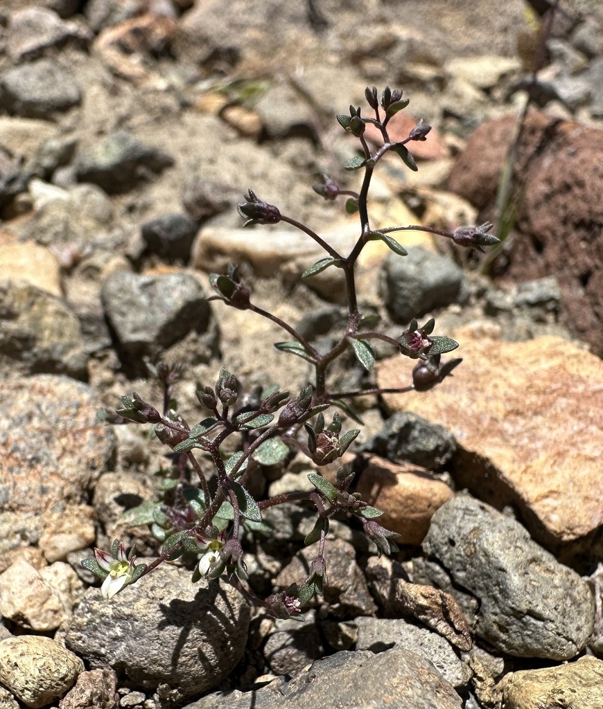Nemacladus rigidus (Great basin nemacladus), native California herb