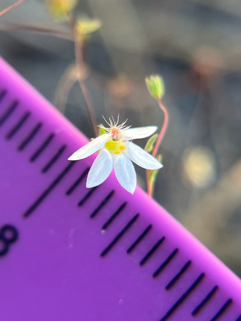 Nemacladus secundiflorus — parent species of Nemacladus secundiflorus var. secundiflorus