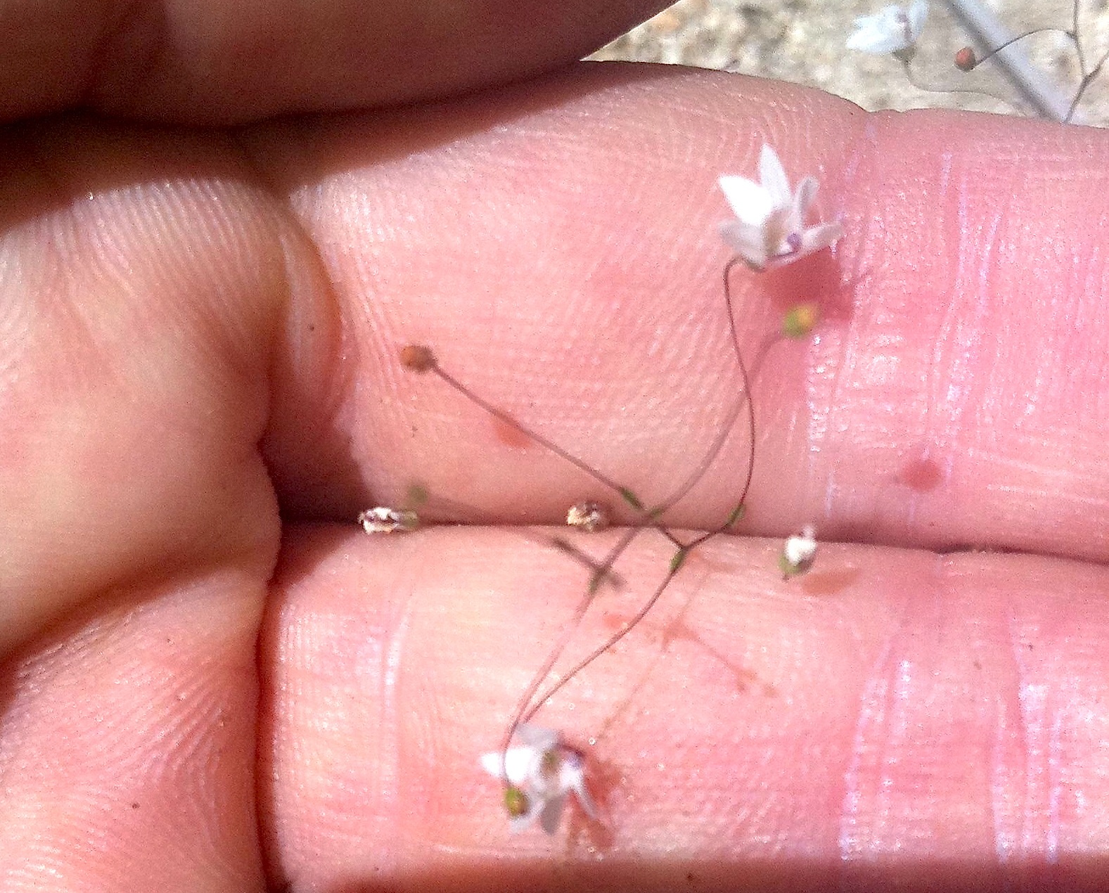Nemacladus sigmoideus (Inyo threadplant), native California herb
