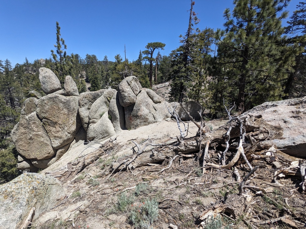Nemacladus twisselmannii var. botanywomaniae (Kate's nemacladus), native California annual