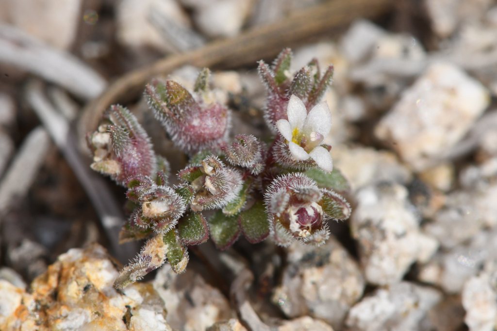 Nemacladus twisselmannii var. twisselmannii (Twisselmann's nemacladus), native California annual
