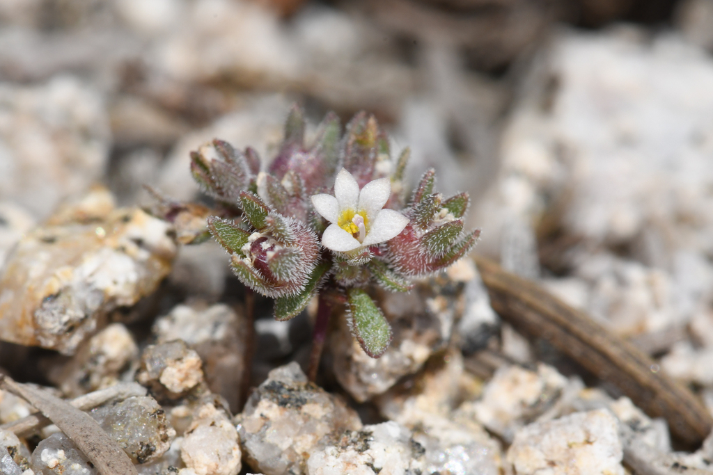 Nemacladus twisselmannii (Twisselmann's nemacladus), native California herb