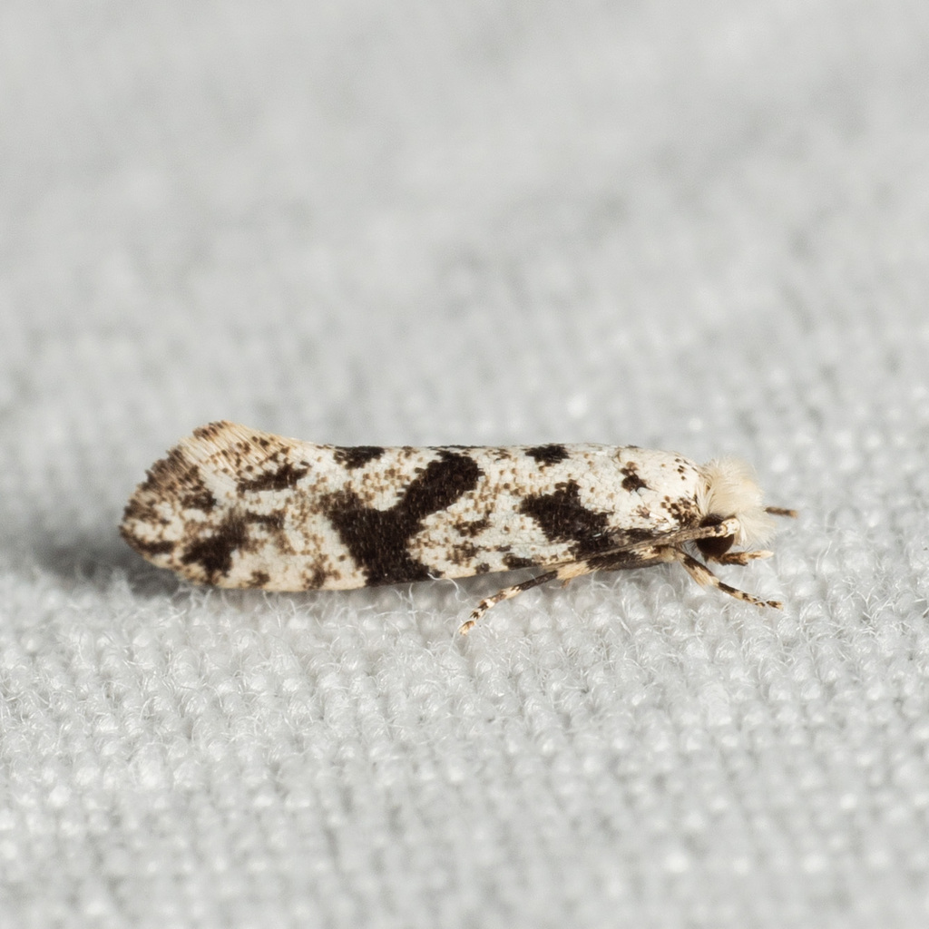 Nemapogon defectella, California species