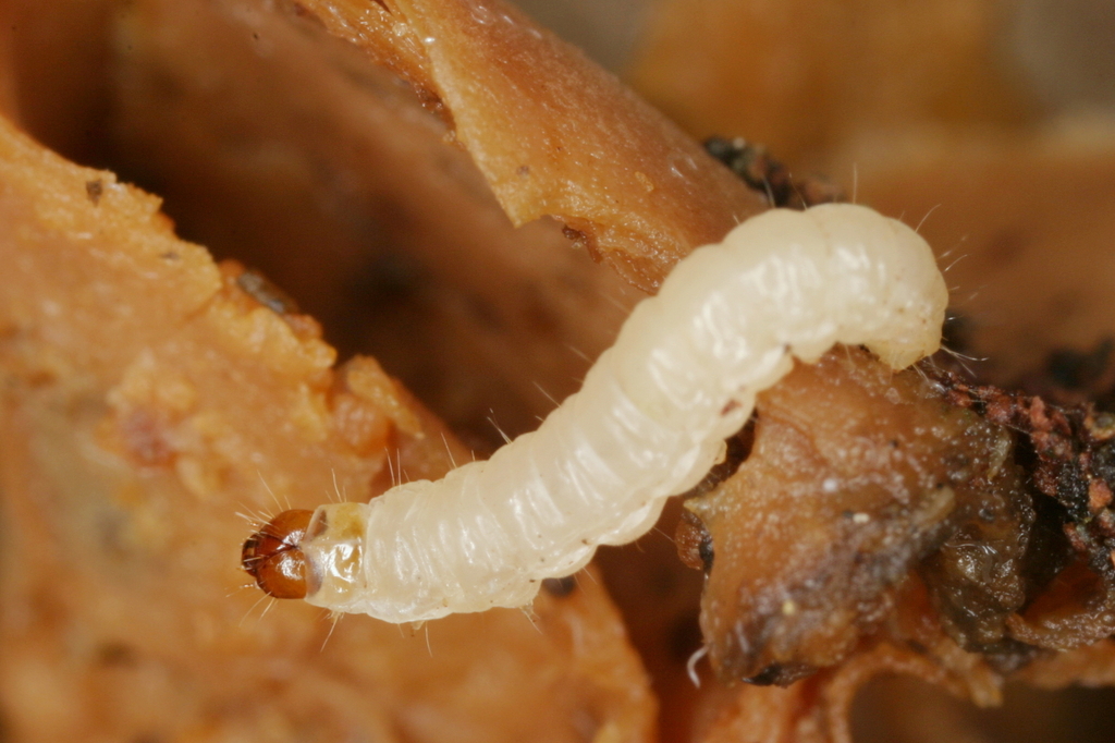 Nemapogon granella (European Grain Moth), California species