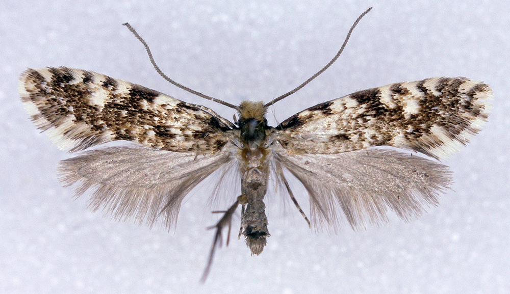 Nemapogon molybdanella, California species