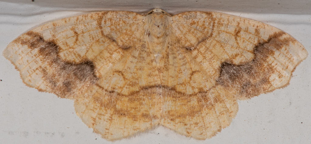 Nematocampa brehmeata, California species