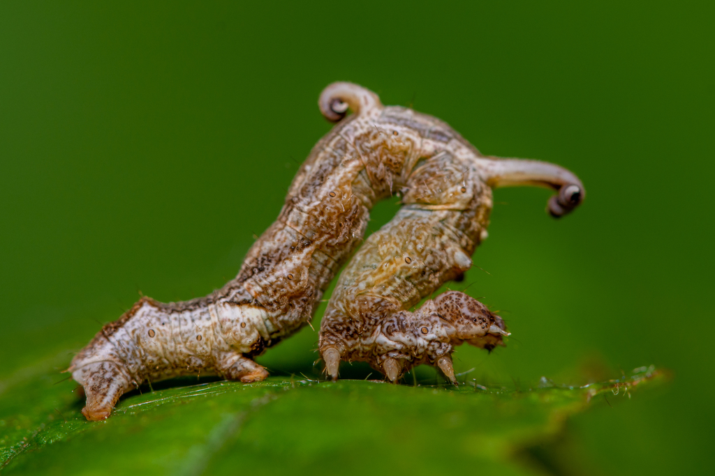 Nematocampa resistaria (Horned Spanworm Moth), California species