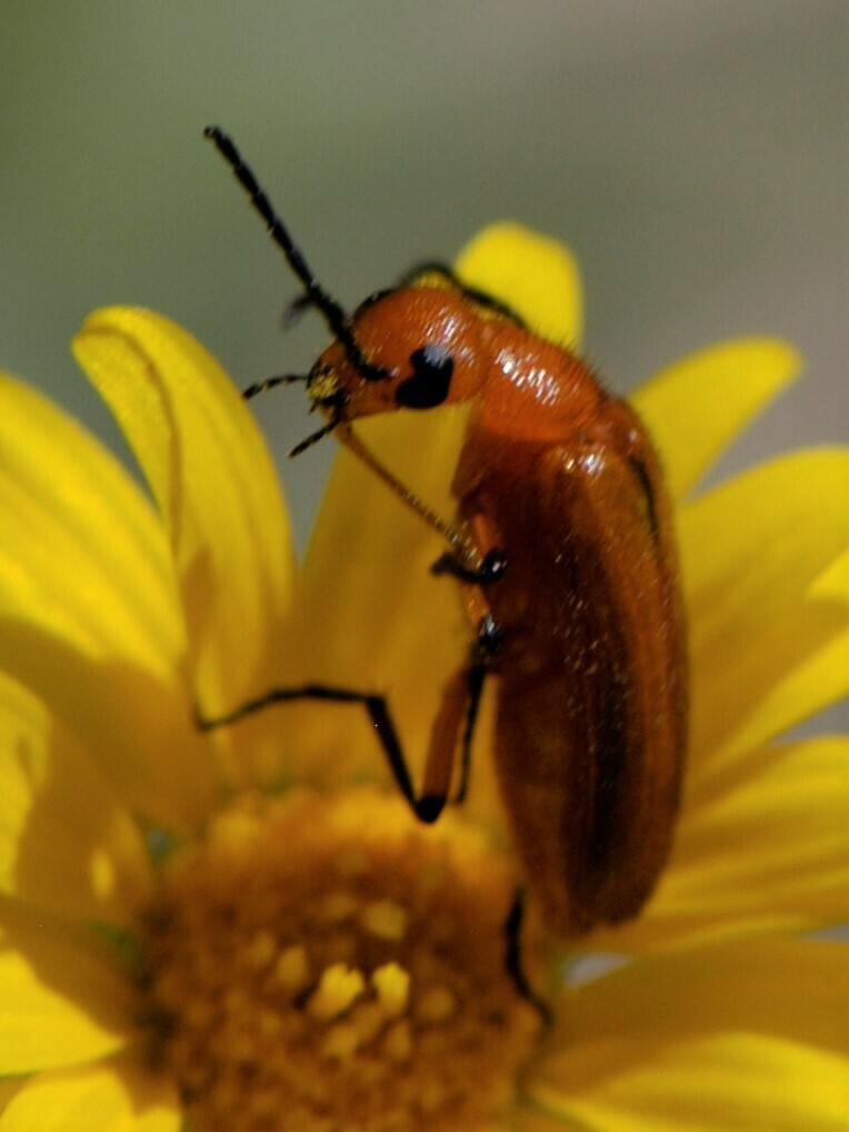 Nemognatha nigripennis, California species