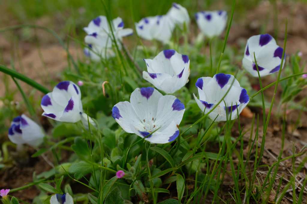 Nemophila maculata (Fivespot), native California herb