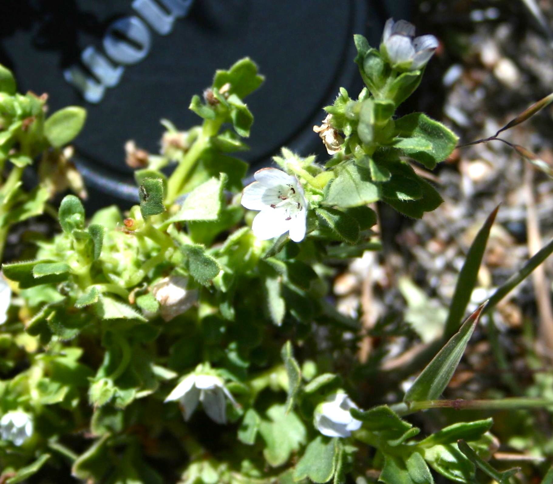 Nemophila menziesii var. menziesii (Baby blue eyes), native California herb