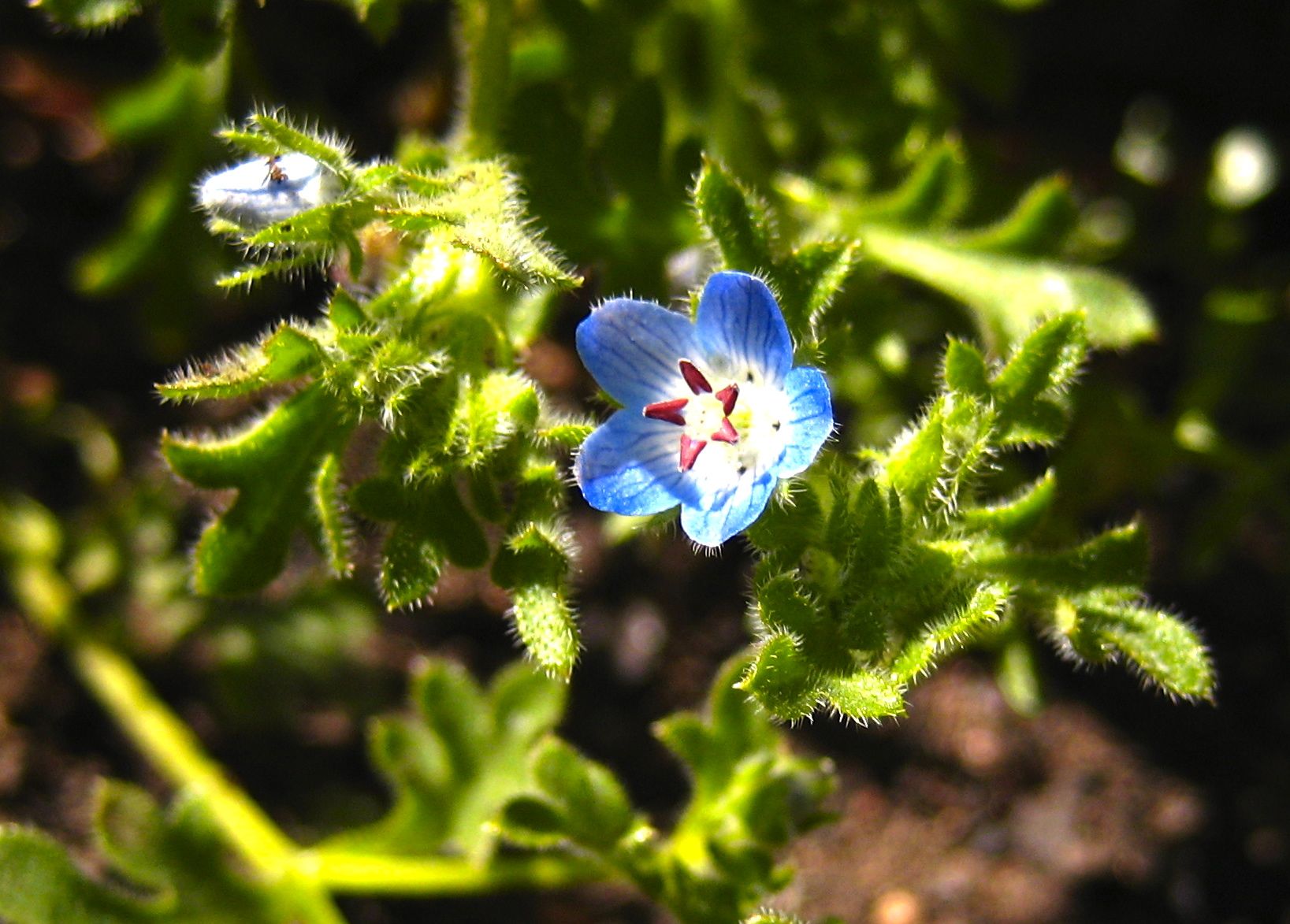 Nemophila menziesii (Baby blue-eyes), native California herb