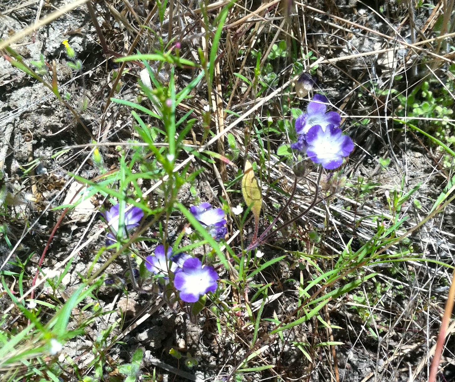 Nemophila menziesii — parent species of Nemophila menziesii var. integrifolia