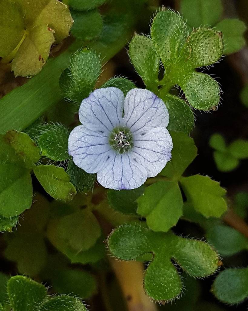 Nemophila pedunculata (Littlefoot nemophila), native California herb