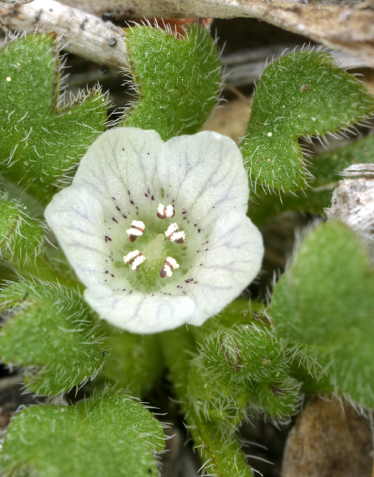 Nemophila sp., native California annual