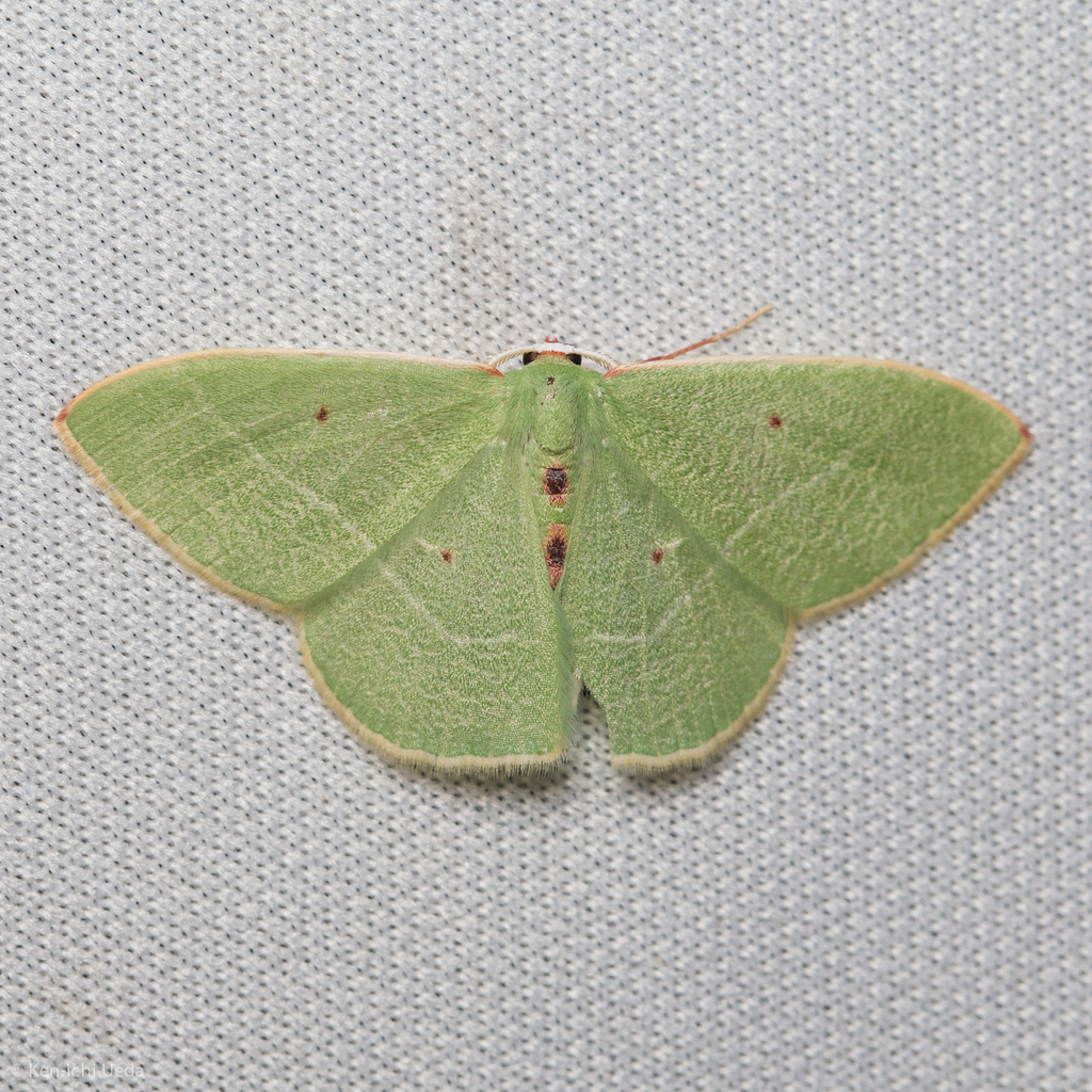 Nemoria darwiniata, California species