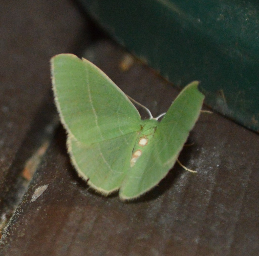 Nemoria glaucomarginaria, California species