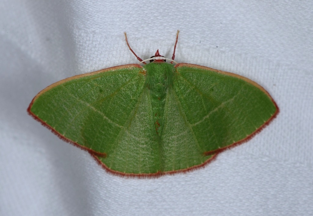 Nemoria leptalea, California species