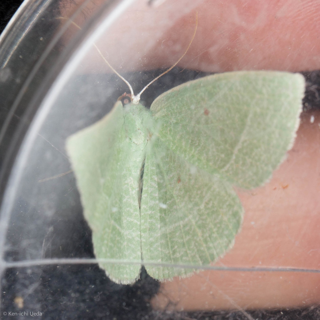 Nemoria pistaciaria, California species