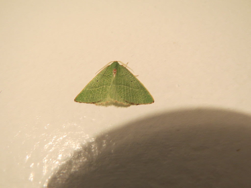 Nemoria pulcherrima, California species