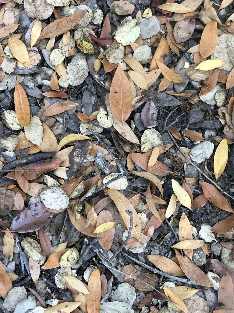 Neoalcis californiaria (Brown-lined Looper Moth), California species