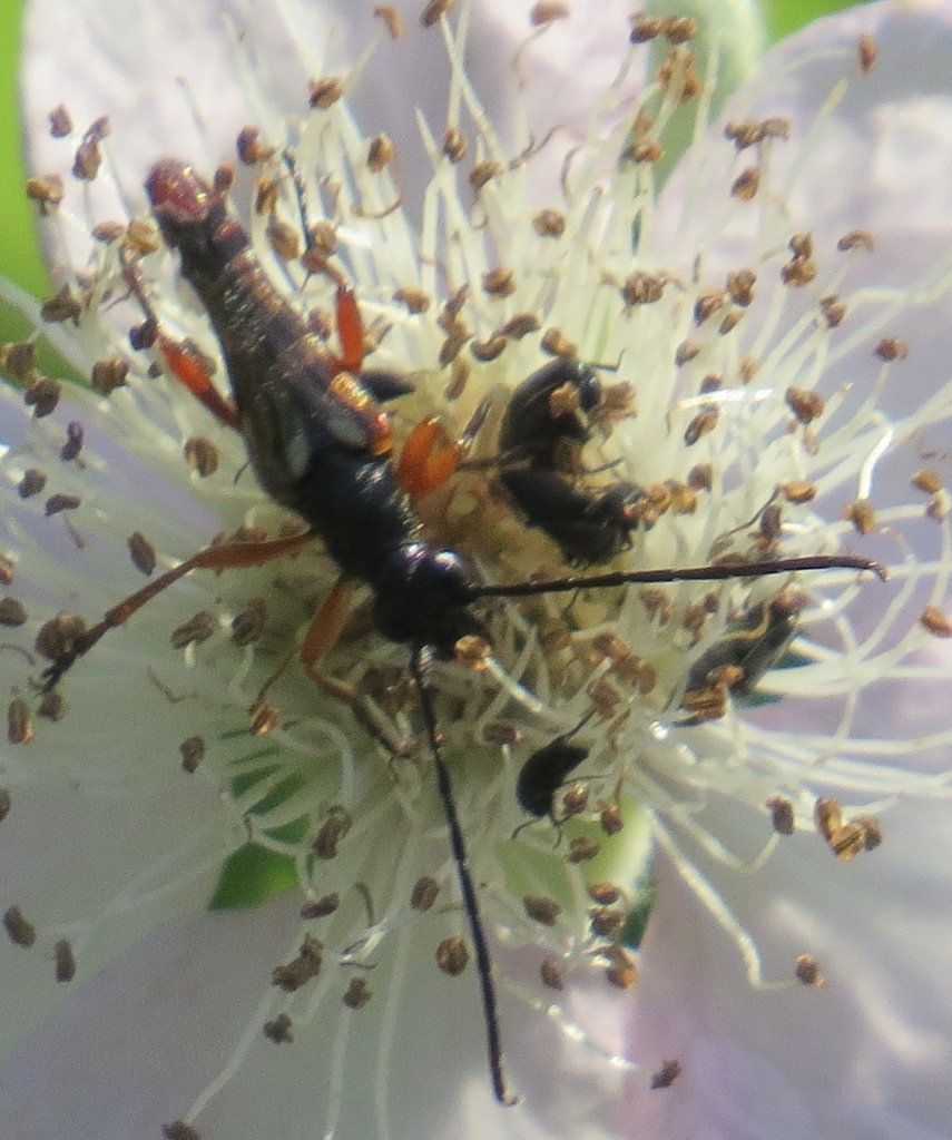 Neobellamira delicata, California species