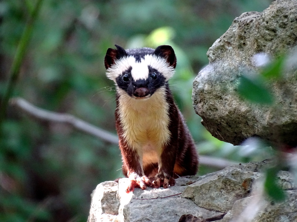Neogale frenata (Long-tailed Weasel), California species