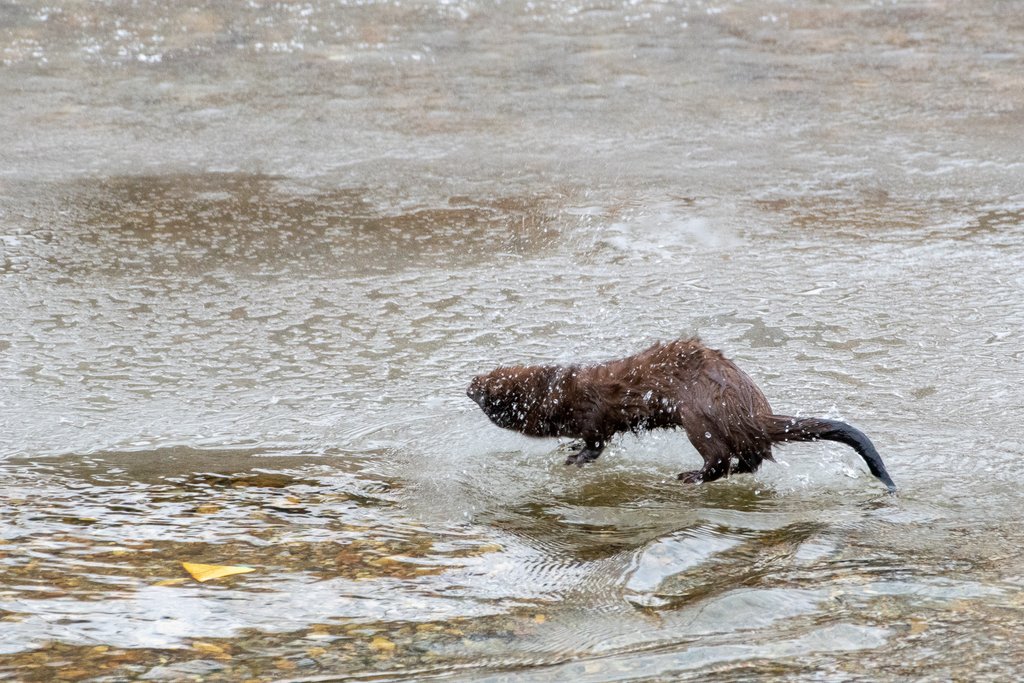 Neogale vison (American Mink), California species