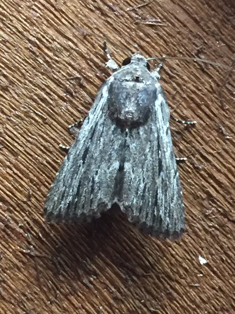 Neogalea sunia (Lantana Stick Moth), California species