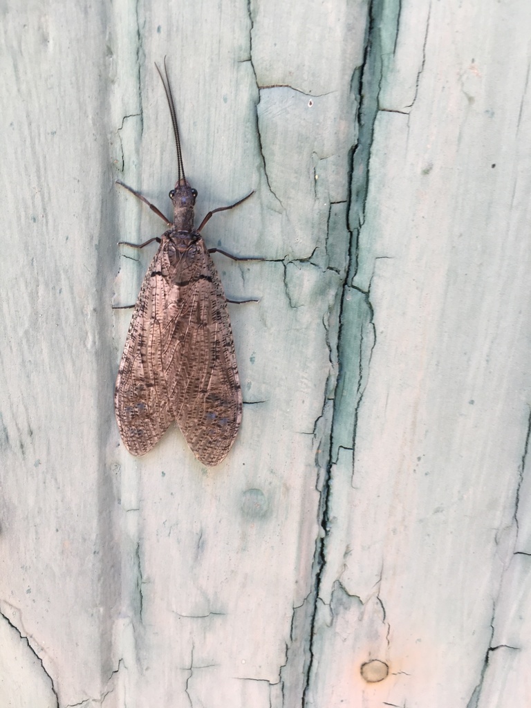 Neohermes californicus, California species