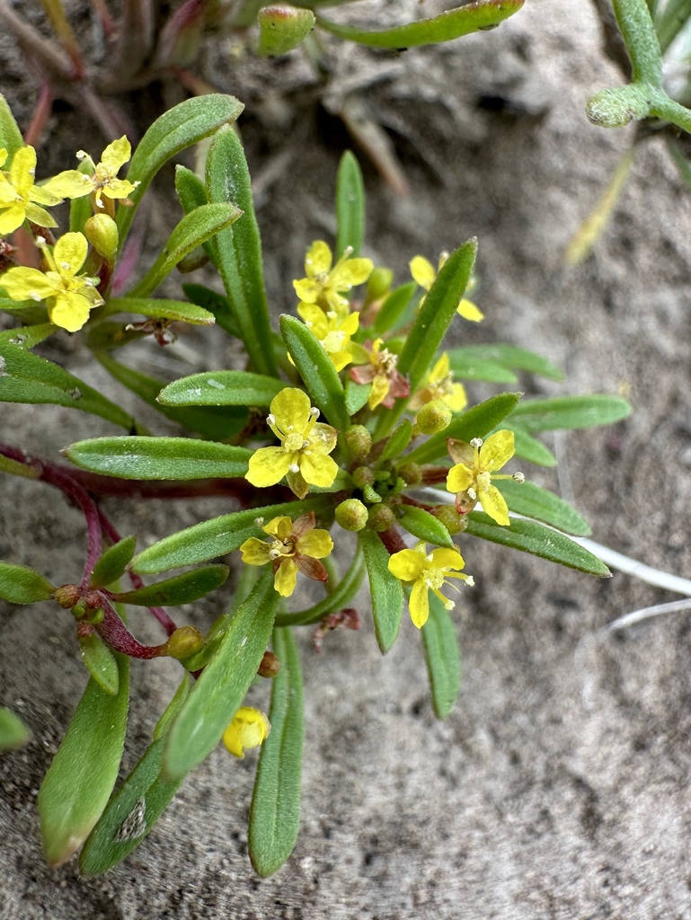Neoholmgrenia andina (Plateau evening primrose), native California herb