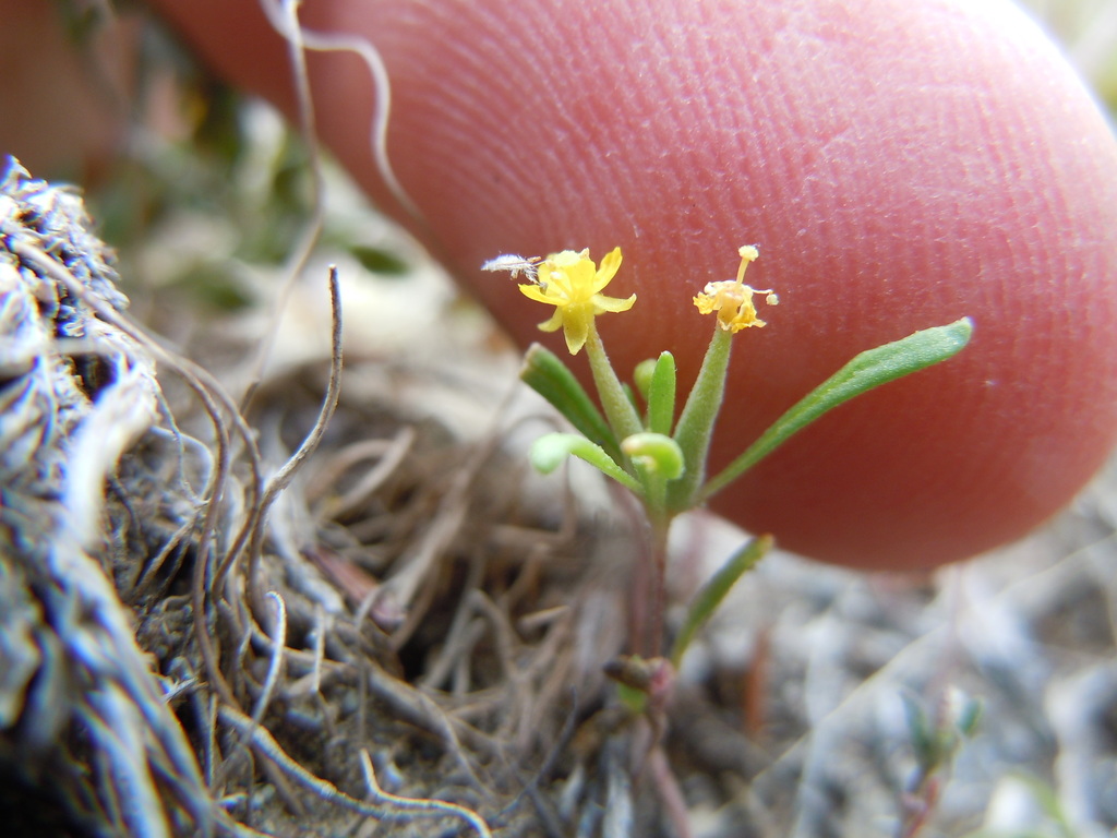 Neoholmgrenia sp., native California annual