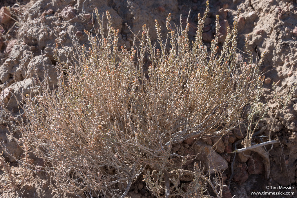 Neokochia americana (Green Molly), native California subshrub