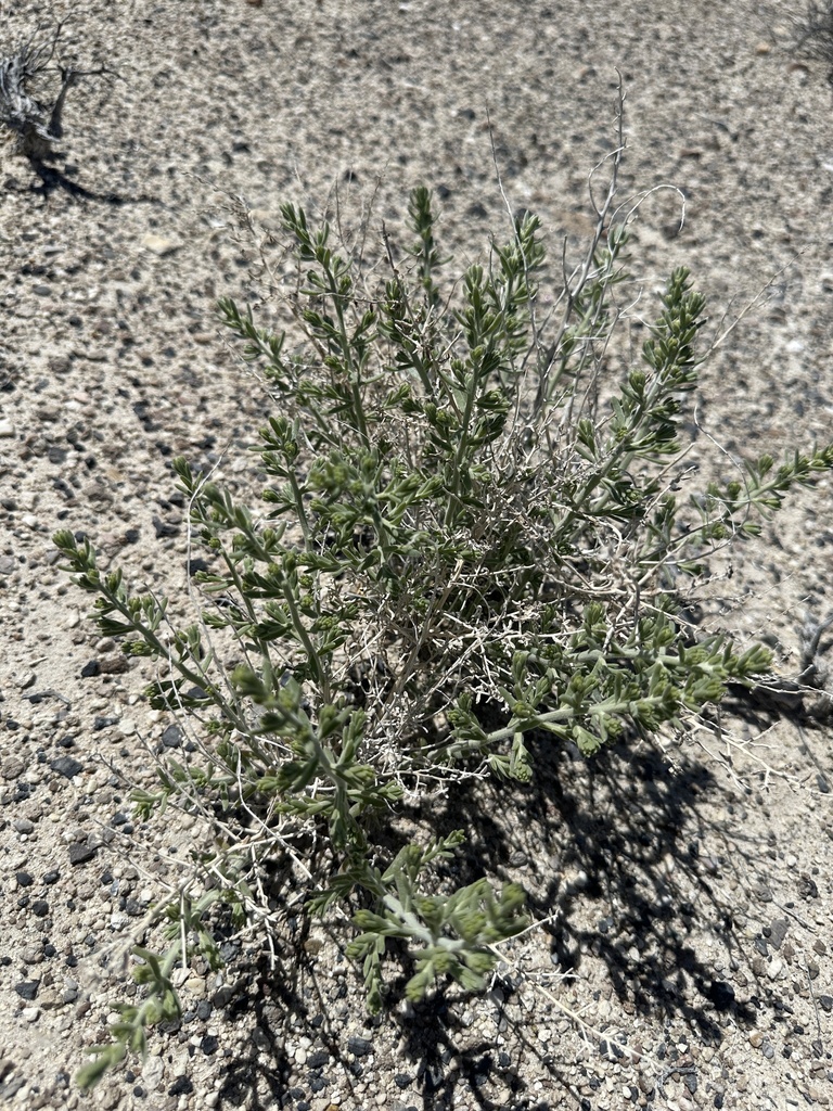 Neokochia californica (Mojave red sage), native California subshrub