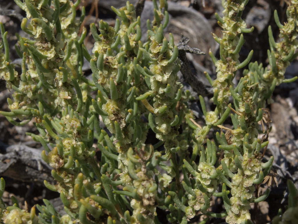 Neokochia sp., California perennial