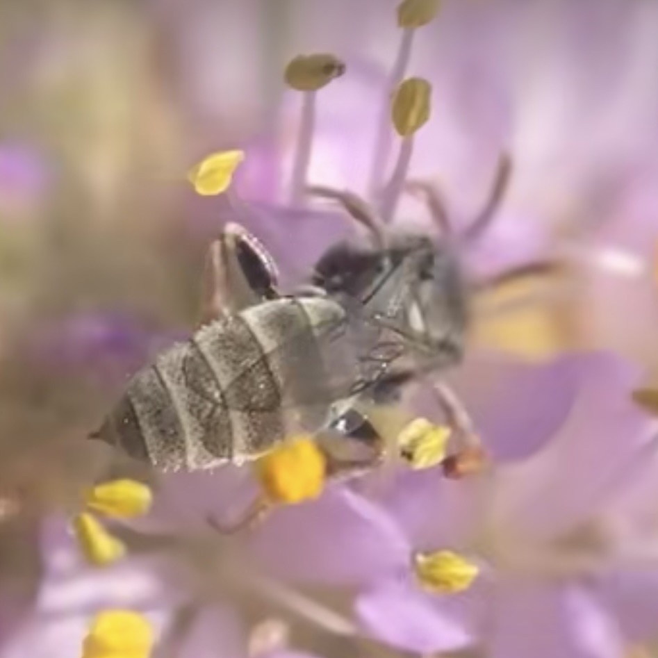 Neolarra alba (White Cuckoo Bee), California species