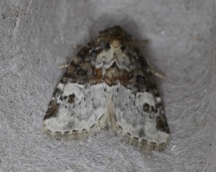 Neoligia invenusta, California species